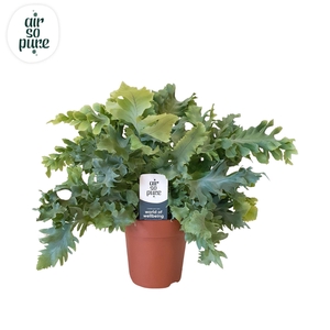 Phlebodium aureum 'Davana'