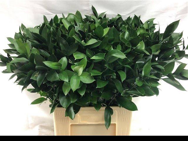 <h4>RUSCUS HYPOPHYLLUM</h4>