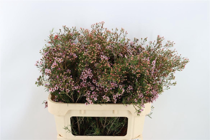 <h4>Cham. Pink Solar Very Limited</h4>
