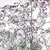 LIMONIUM BELTLAARD