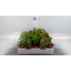 Crassula ...mix