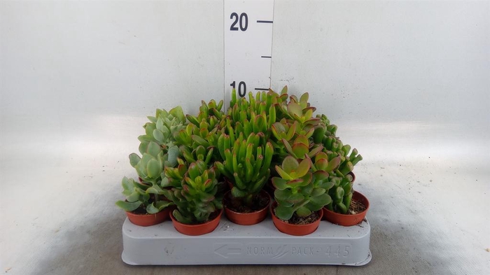 <h4>Crassula ...mix</h4>