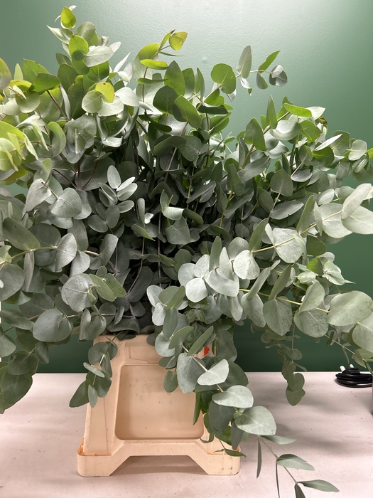 EUC CINEREA PB