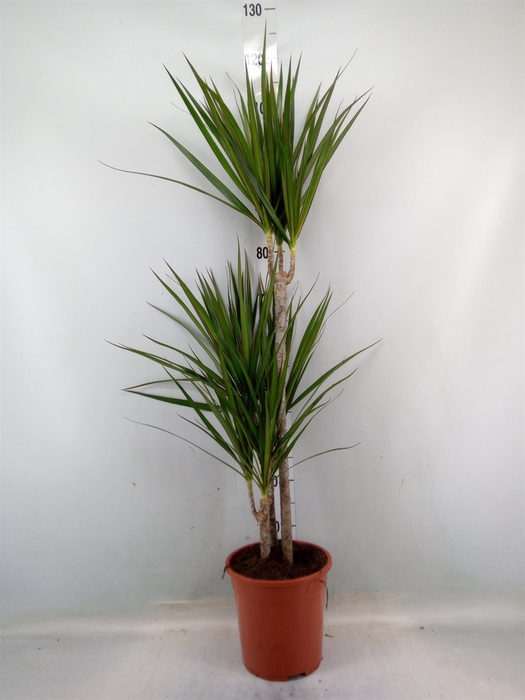 <h4>Dracaena marg.</h4>