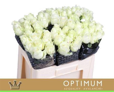 <h4>R Gr Avalanche A2</h4>