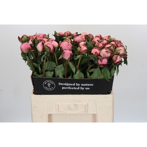 Paeonia Nick Shaylor