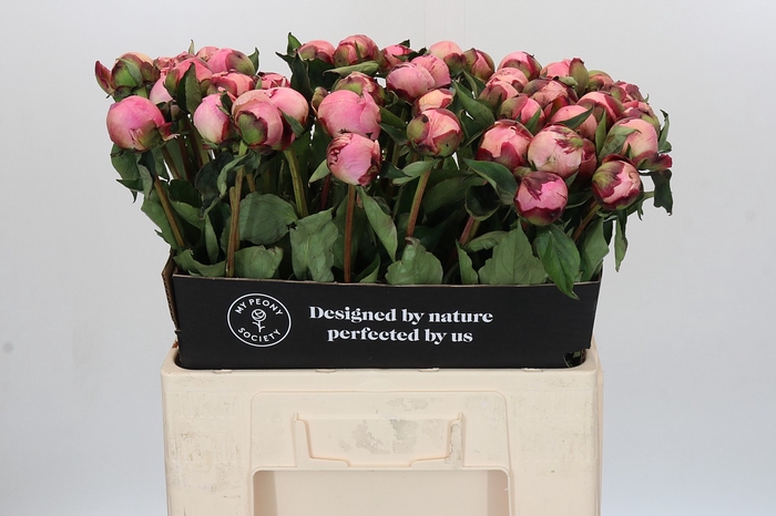 Paeonia Nick Shaylor