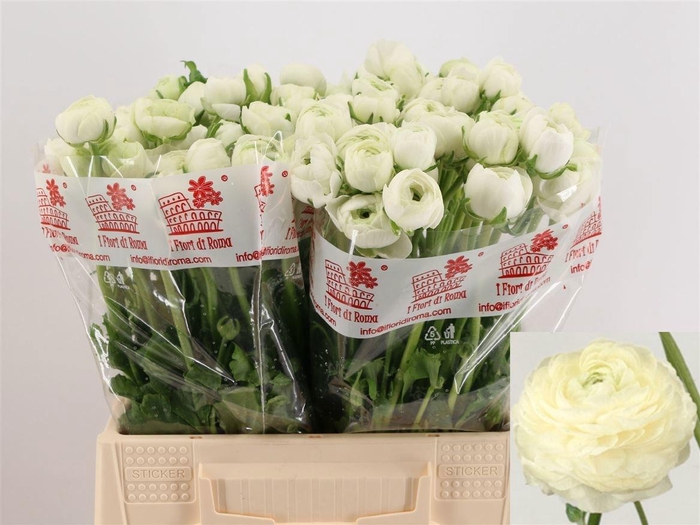 <h4>RAN EL WHITE</h4>