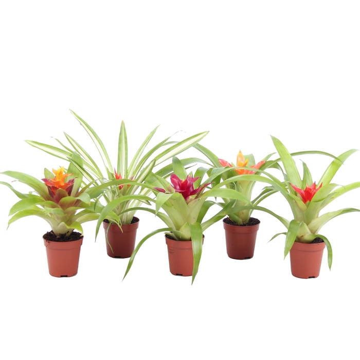 <h4>Guzmania Mix</h4>