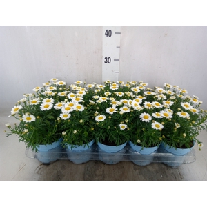 Argyranthemum  'La Rita Comp White'