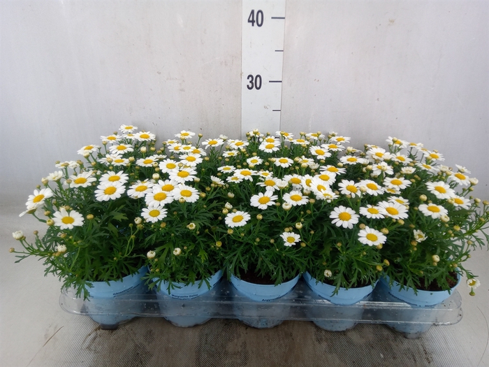 <h4>Argyranthemum  'La Rita Comp White'</h4>