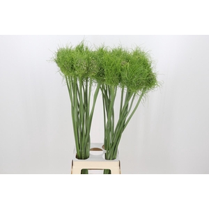 Allium Catweazle