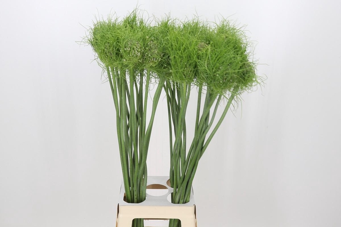 <h4>Allium Catweazle</h4>