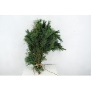 PINUS STROBUS PER BUNCH 90CM