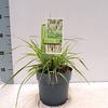 Pennisetum orientale