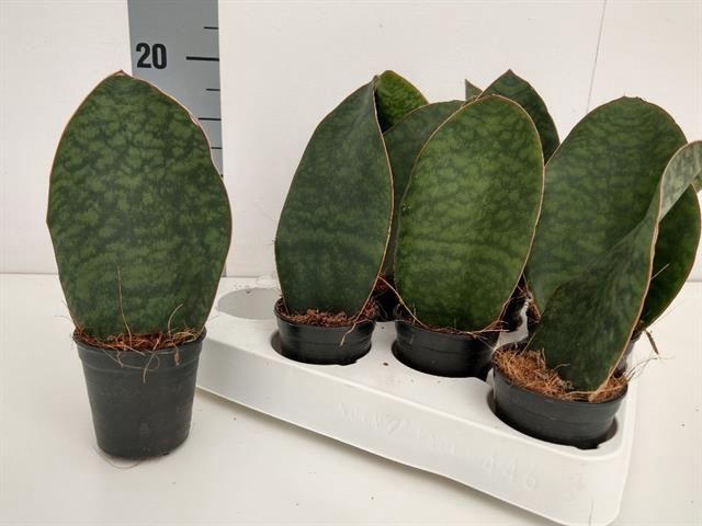 Sansevieria grandis 6Ø 16cm