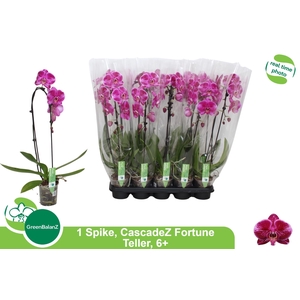 PHAL EL CASCADE