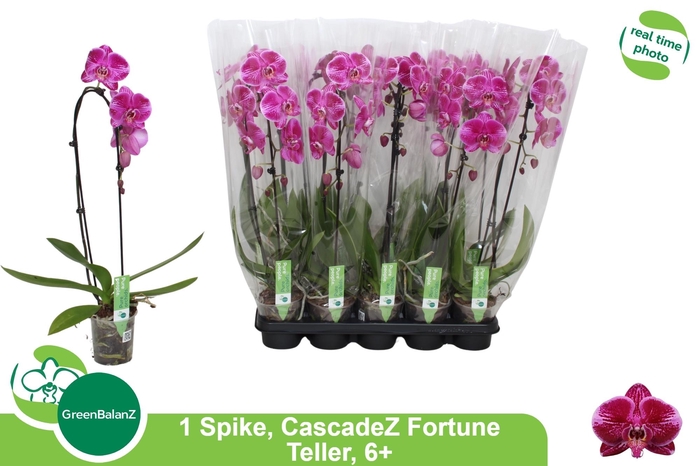 <h4>PHAL EL CASCADE</h4>