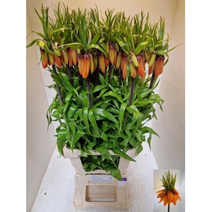 FRIT IM ORANGE BEAUT