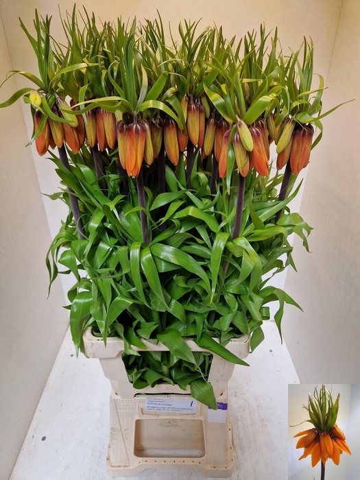 <h4>FRIT IM ORANGE BEAUT</h4>