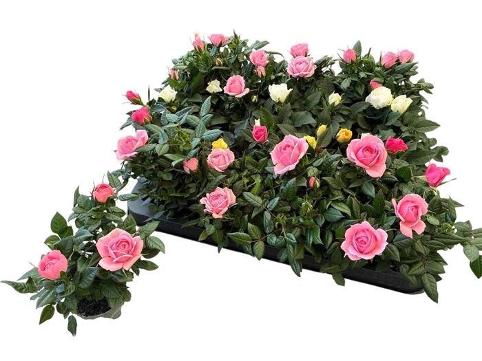 Ro Kordana Gem 4 Srt