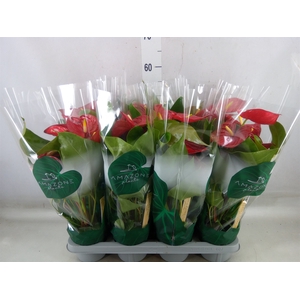 Anthurium andr. 'Nevada'