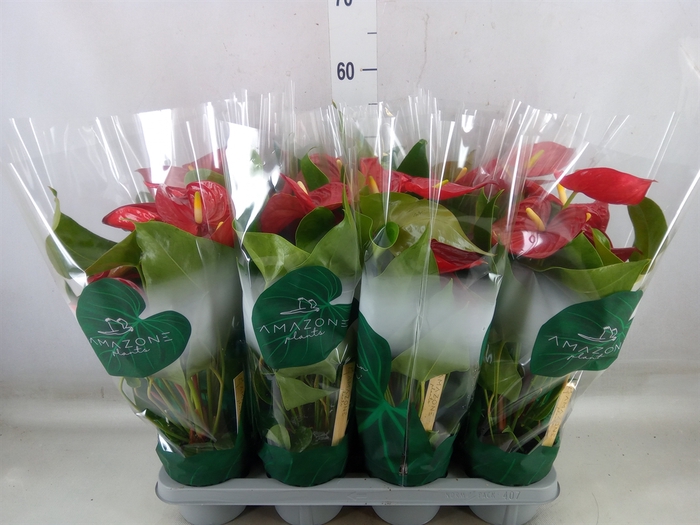 <h4>Anthurium andr. 'Nevada'</h4>