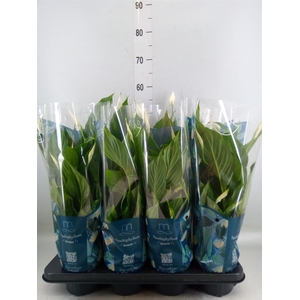 Spathiphyllum  'Strauss'