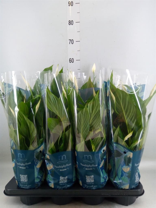 <h4>Spathiphyllum  'Strauss'</h4>