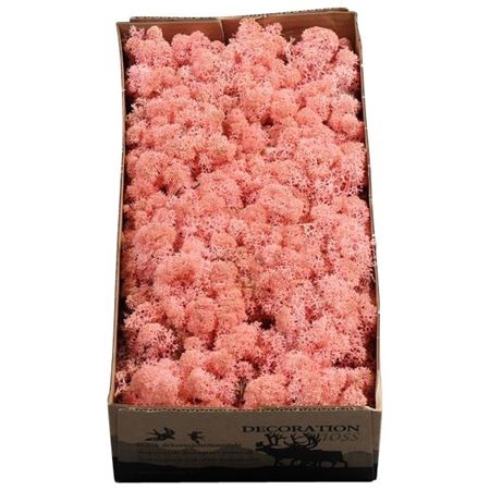 <h4>Ijslandmos (reindeer) Licht Roze</h4>