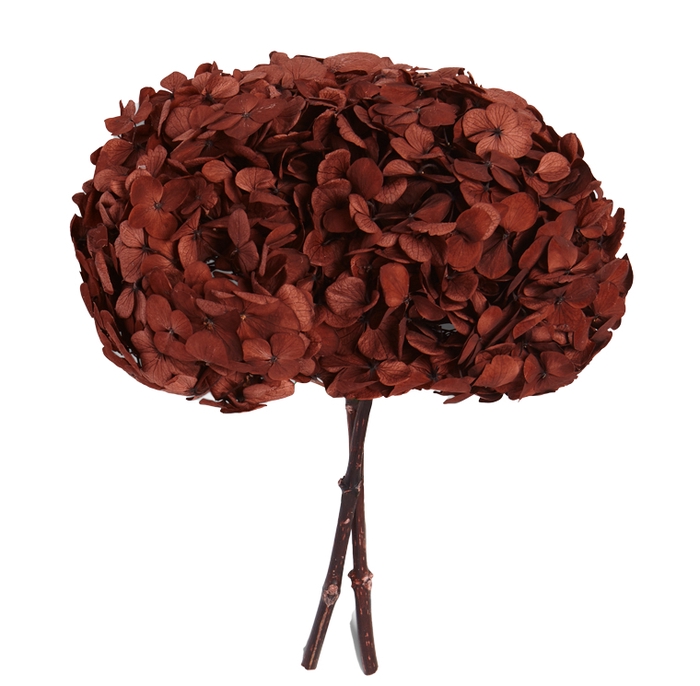 <h4>Hydrangea coffee</h4>