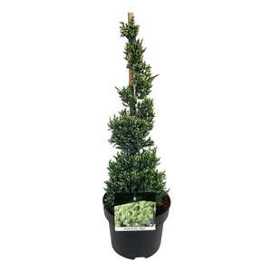 Juniperus sq. 'Holger'