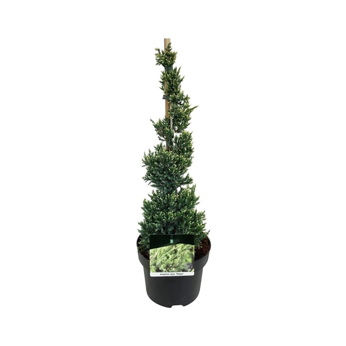 <h4>Juniperus sq. 'Holger'</h4>