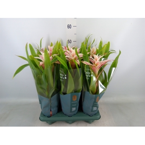Guzmania  'Linea Pink'