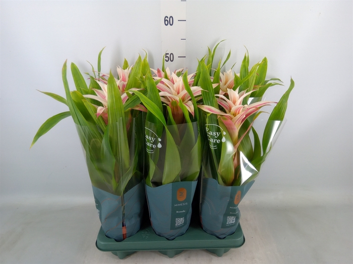 <h4>Guzmania  'Linea Pink'</h4>