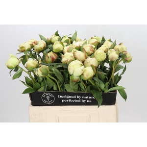 Paeonia Ann Cousins