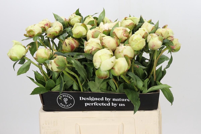 <h4>Paeonia Ann Cousins</h4>