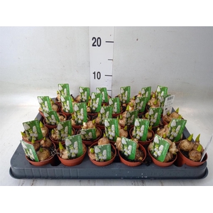 Muscari  'Magic White'