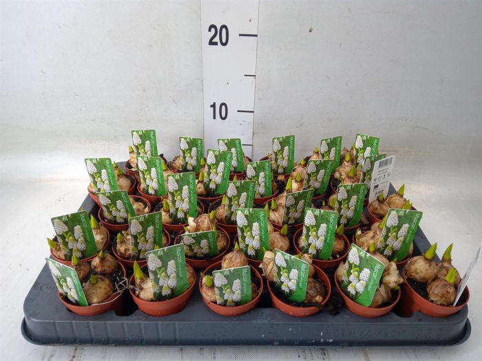 <h4>Muscari  'Magic White'</h4>