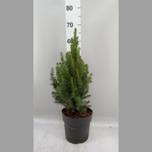 Picea glauca 'Conica'