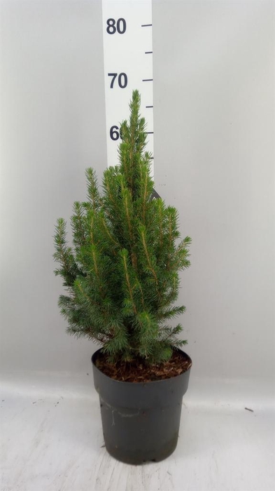<h4>Picea glauca 'Conica'</h4>