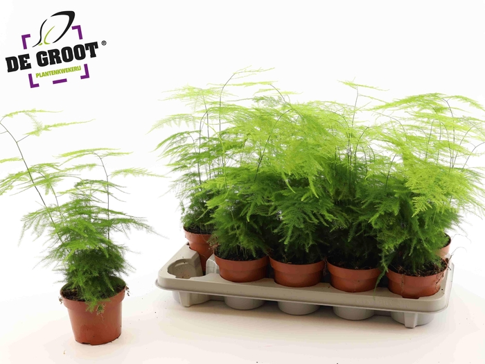 <h4>Aspar Setaceus</h4>