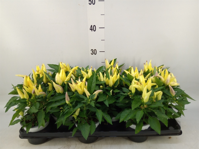 <h4>Capsicum annuum 'Mambo'   ...mix</h4>