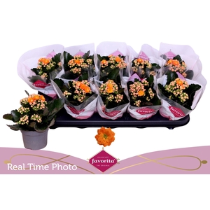 KAL GE PERFECTA ORAN