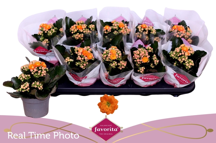 <h4>KAL GE PERFECTA ORAN</h4>