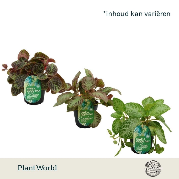 <h4>kamerplanten</h4>