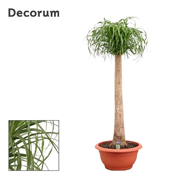 <h4>Beaucarnea recht 55 cm (Decorum)</h4>