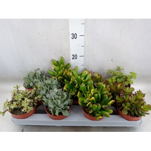 Crassula   ...mix