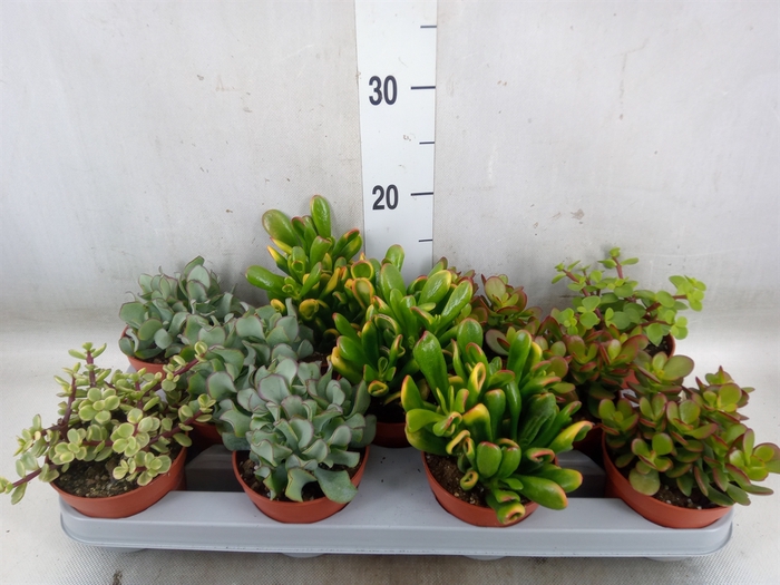 <h4>Crassula   ...mix</h4>