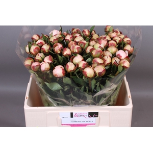 Paeonia Florence Nicholls